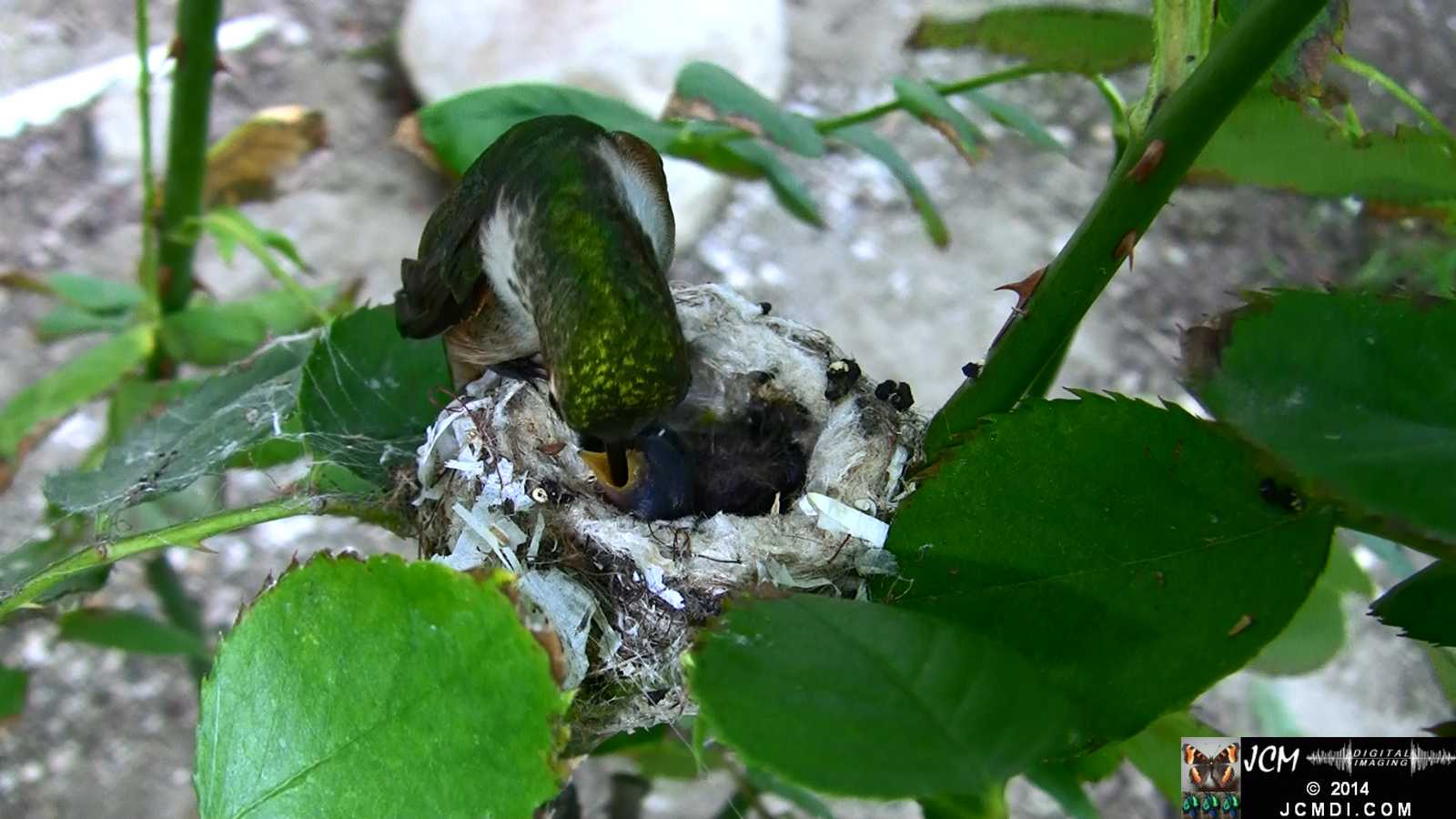 Allens Hummingbird feeding chick 2